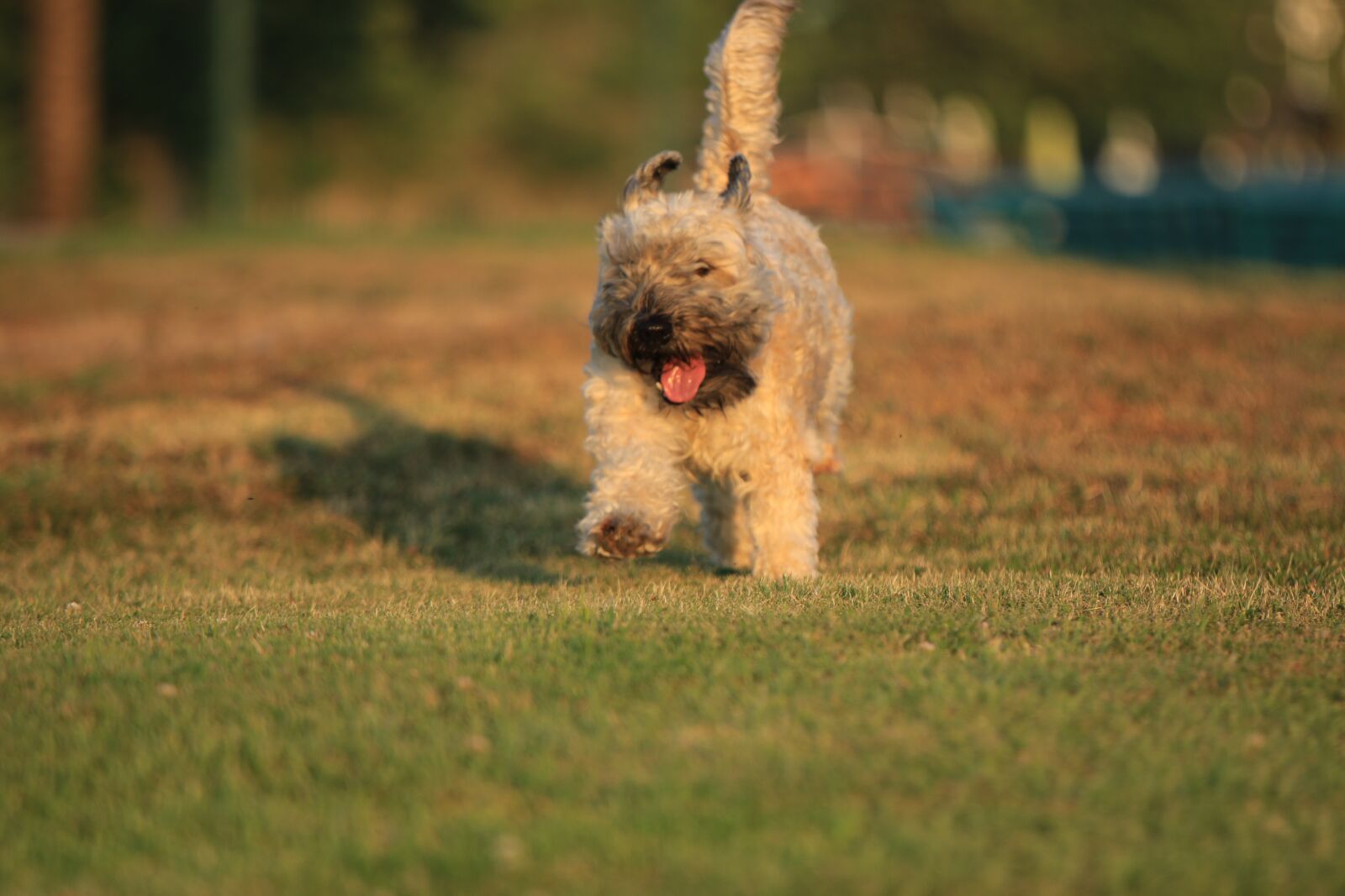 Tamron SP 70-200mm F2.8 Di VC USD G2 sample photo. Terrier, dog, running photography