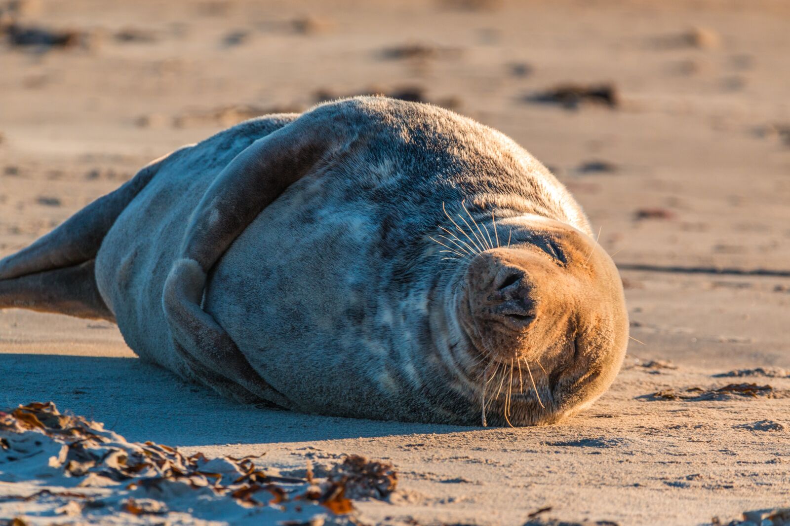 150-600mm F5-6.3 DG OS HSM | Contemporary 015 sample photo. Grey seal, robbe, halichoerus photography