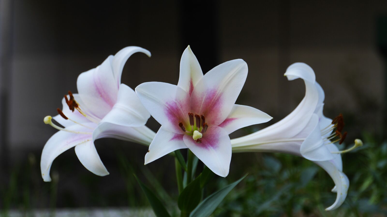 Panasonic Lumix DMC-GH3 sample photo. White, flowers, nature photography
