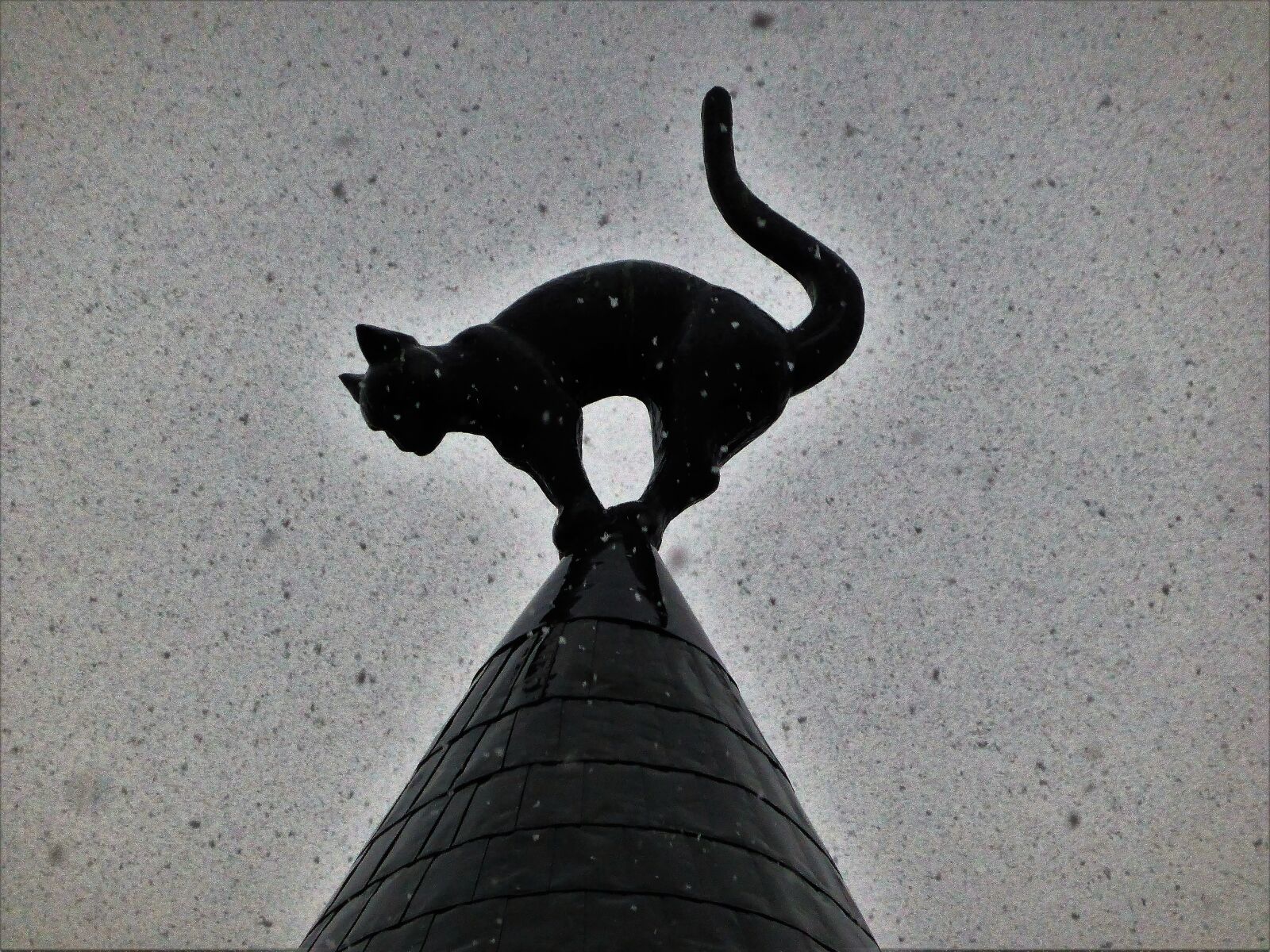 Panasonic Lumix DMC-ZS30 (Lumix DMC-TZ40) sample photo. Animal, cat, riga photography