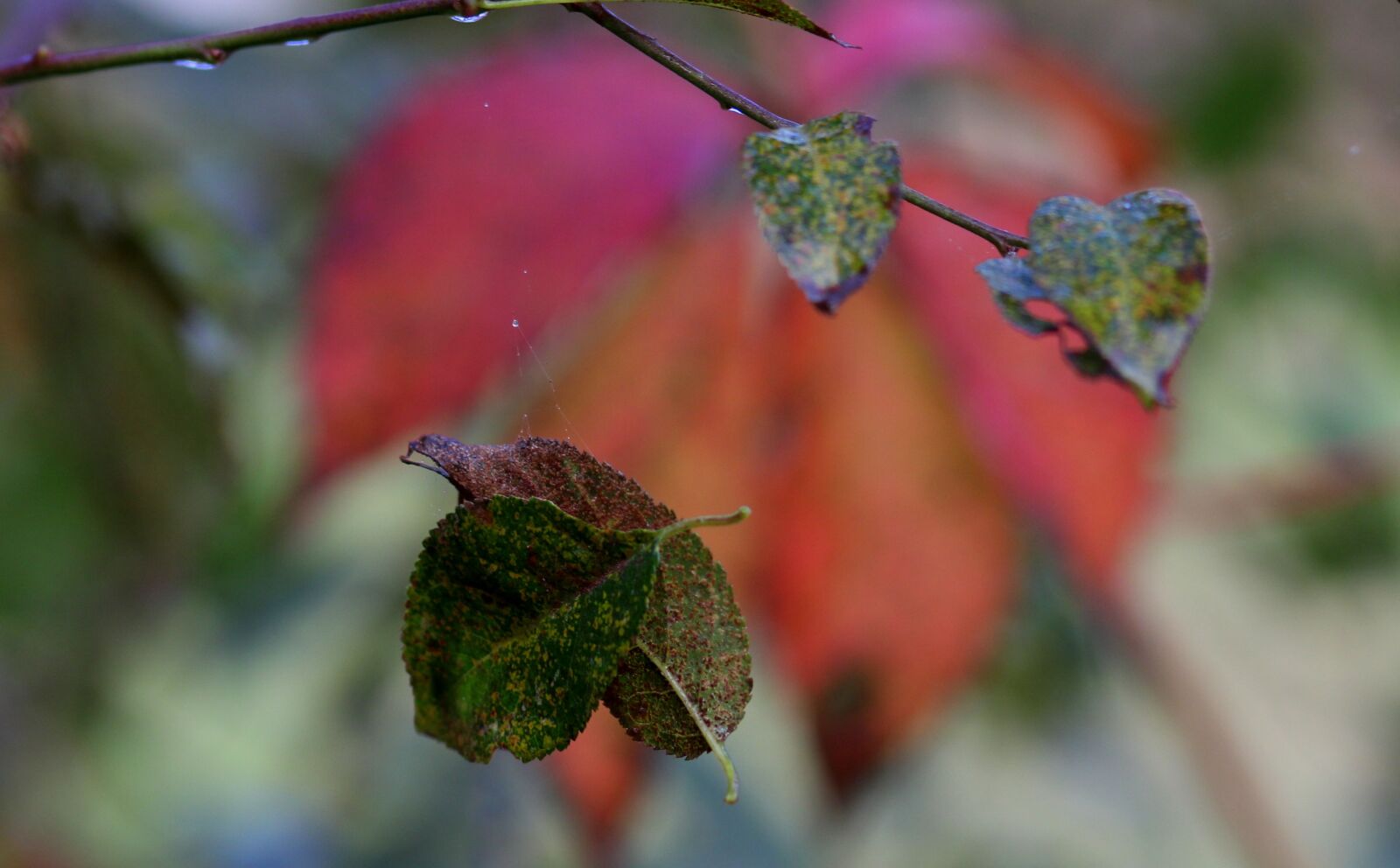 Canon EOS 700D (EOS Rebel T5i / EOS Kiss X7i) + Canon EF 85mm F1.8 USM sample photo. Leaf, casey, green photography