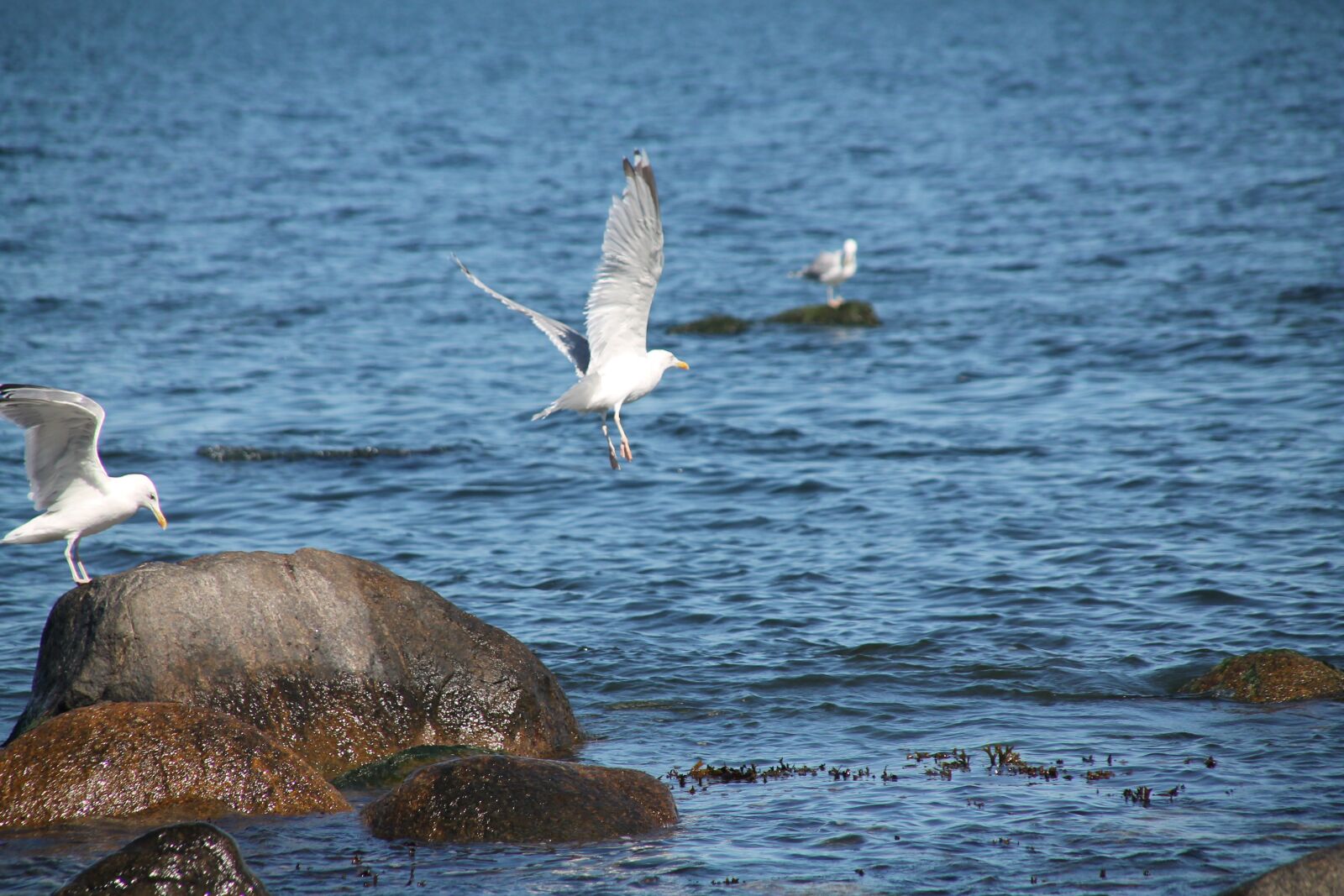 Canon EOS 1100D (EOS Rebel T3 / EOS Kiss X50) sample photo. Baltic sea, coast, seagull photography