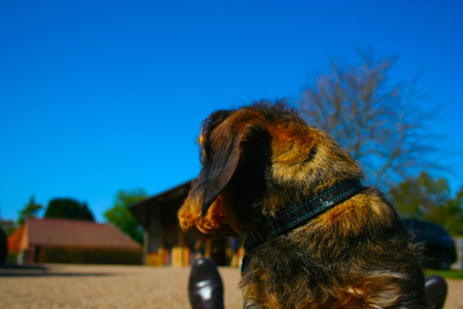 Canon EOS 350D (EOS Digital Rebel XT / EOS Kiss Digital N) sample photo. Dog, looking, puppy photography