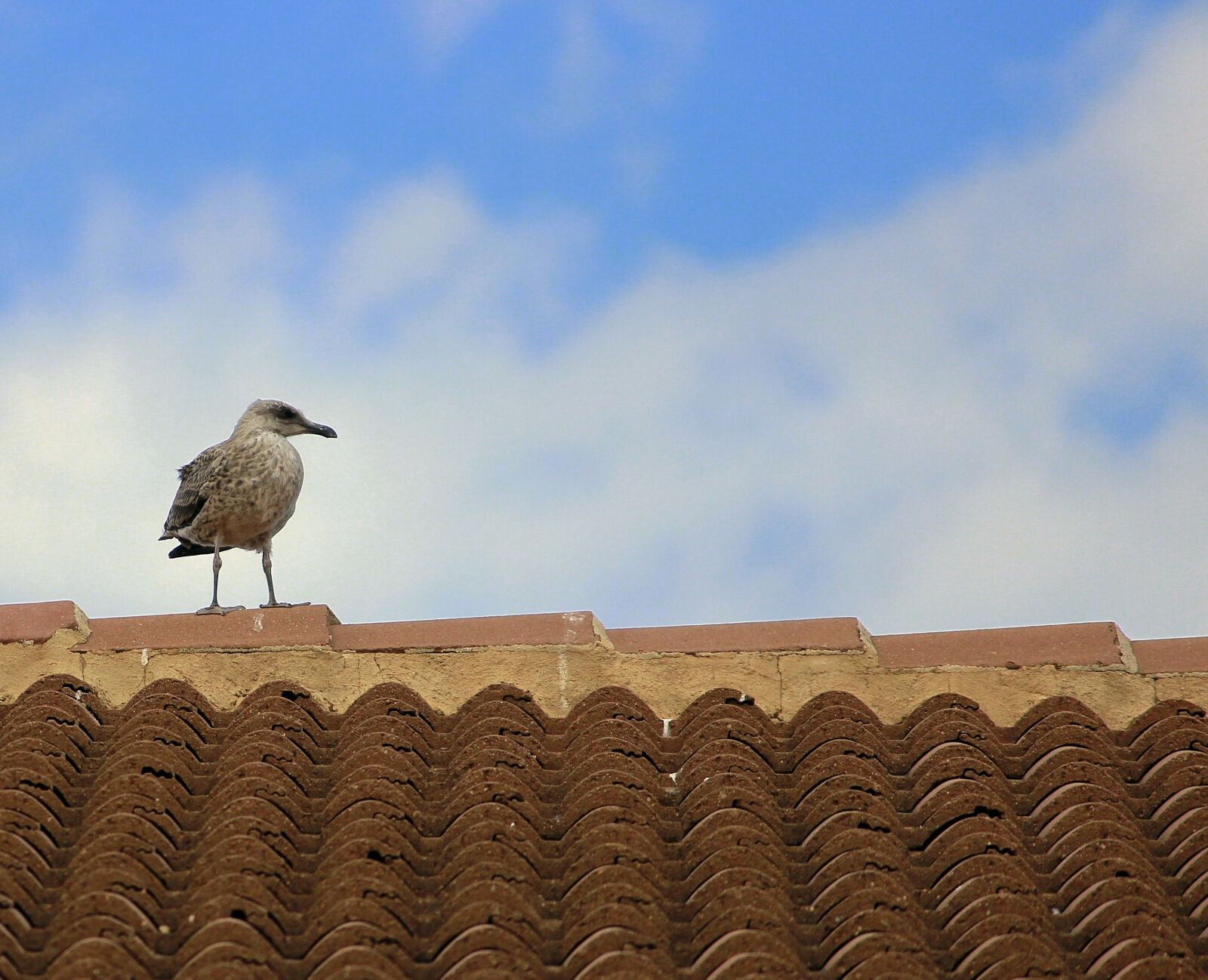 Canon EOS 600D (Rebel EOS T3i / EOS Kiss X5) sample photo. Seagull, breeding, ave photography