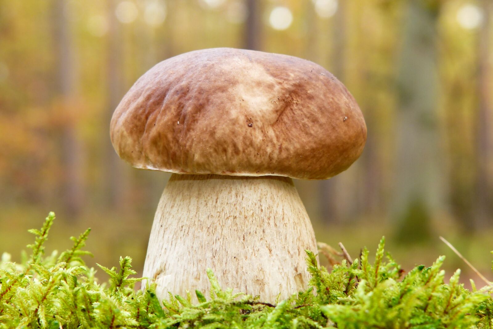 Panasonic Lumix DMC-FZ200 sample photo. Boletus edulis, mushroom, hat photography