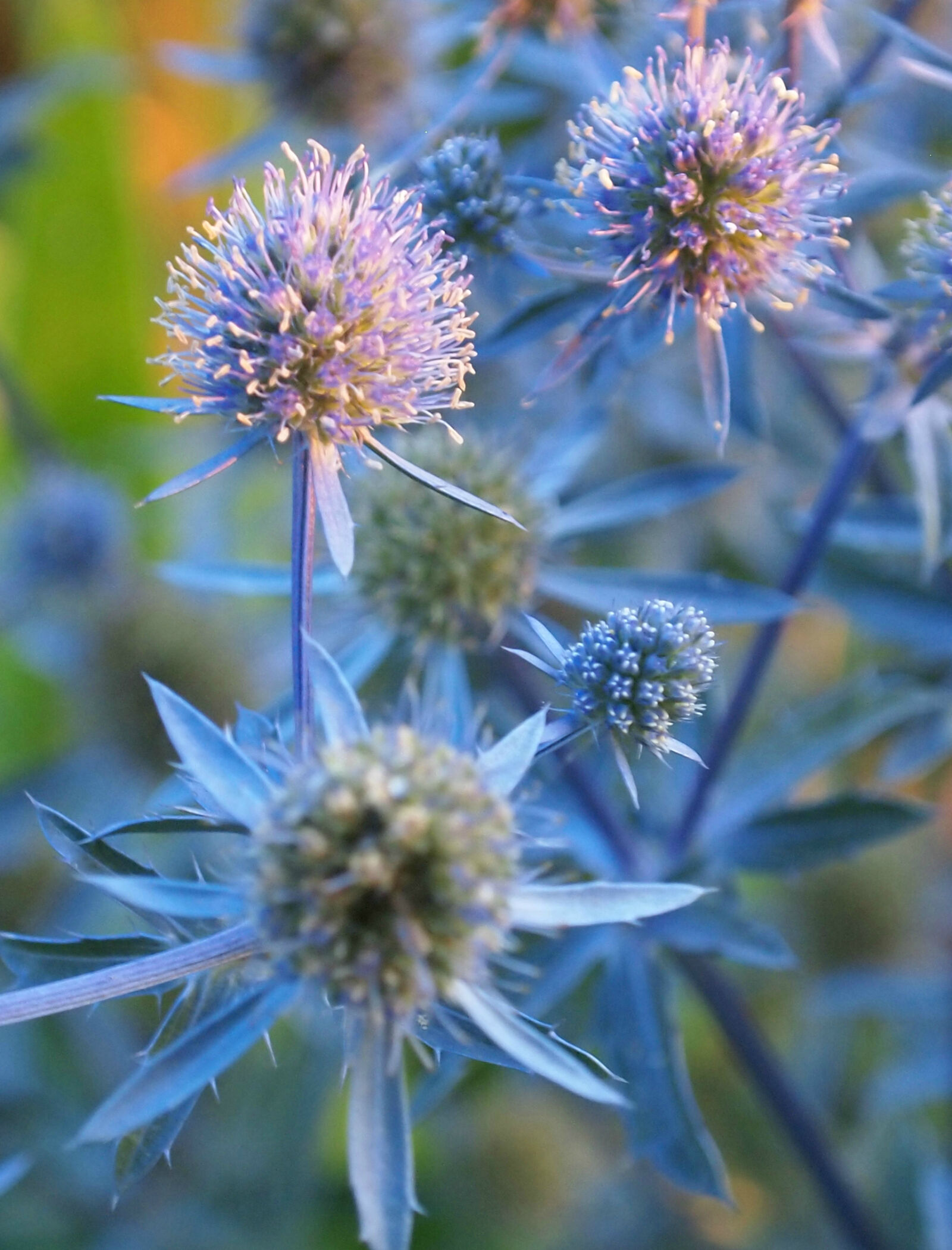 Olympus M.Zuiko Digital ED 14-42mm F3.5-5.6 L sample photo. Blue, flower, grow, growth photography