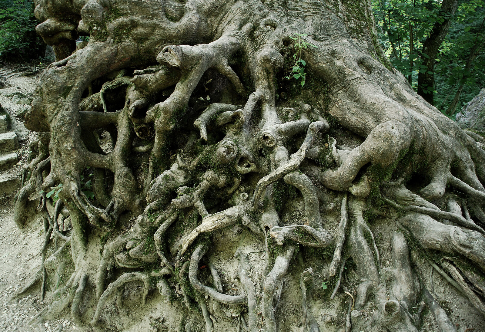 Nikon D40X sample photo. Forest, root, tree photography