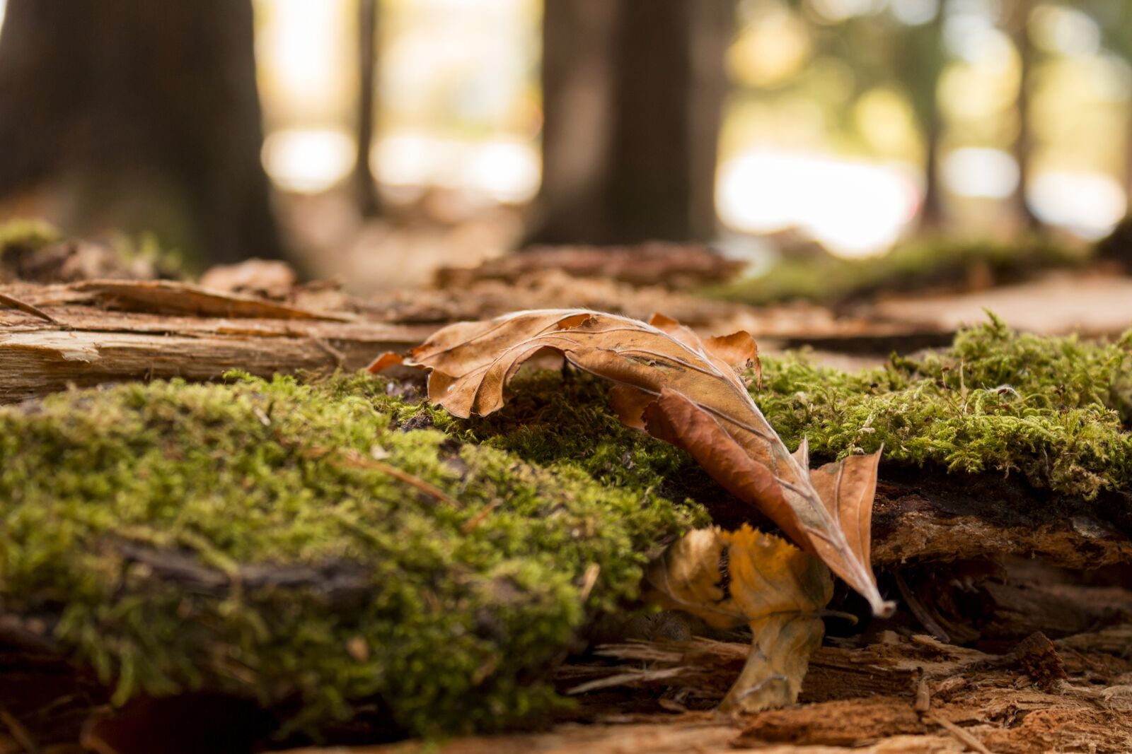 Canon EOS 700D (EOS Rebel T5i / EOS Kiss X7i) sample photo. Autumn, leaves, dry leaves photography
