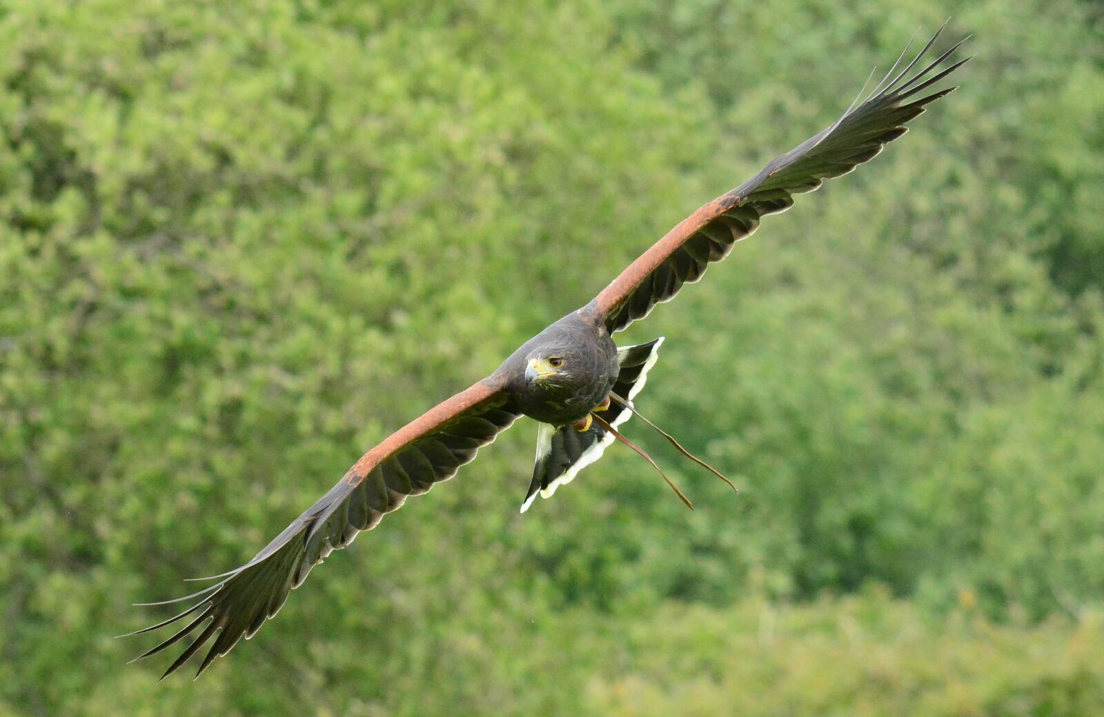 Nikon D7100 sample photo. Harris, hawk, flying photography