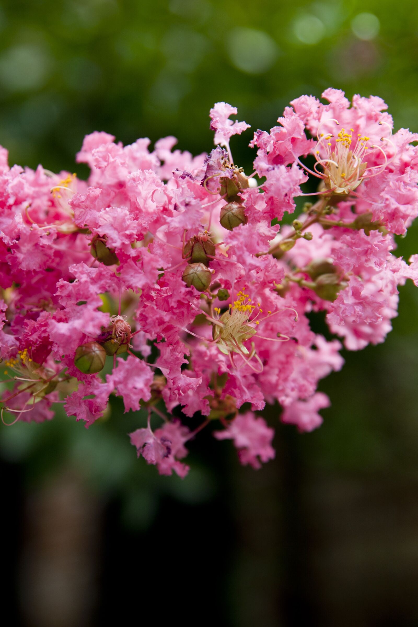 Canon EOS 5D sample photo. Wood, nature, plants photography