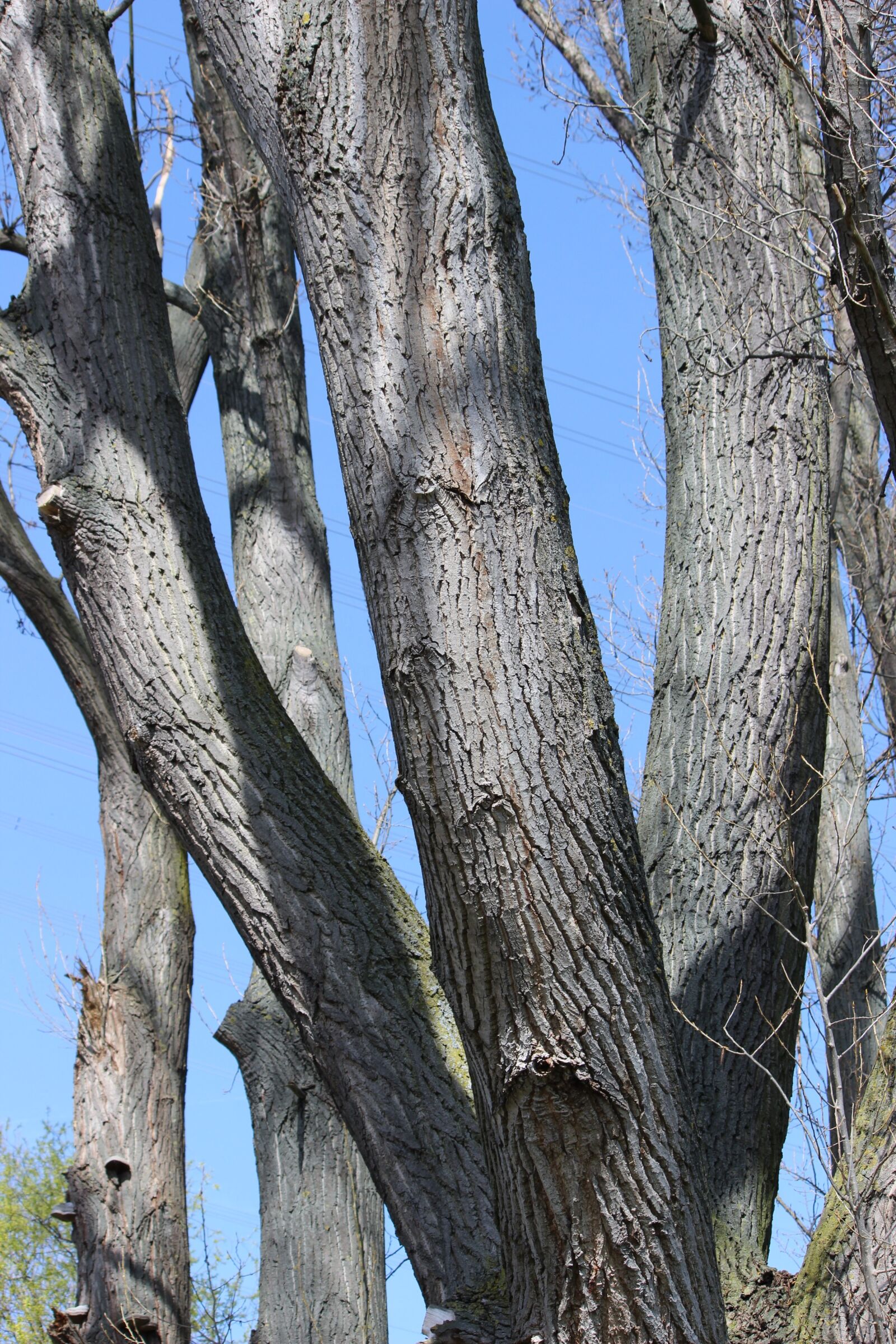 Canon EOS 600D (Rebel EOS T3i / EOS Kiss X5) sample photo. Tree, wood, nature photography