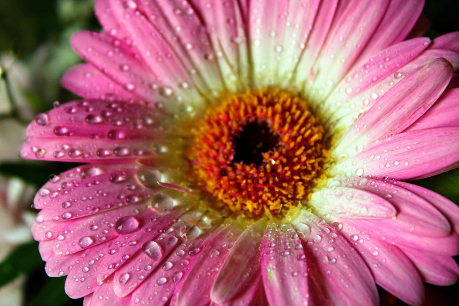 Canon EOS 2000D (EOS Rebel T7 / EOS Kiss X90 / EOS 1500D) sample photo. Gerbera, flower, nature photography