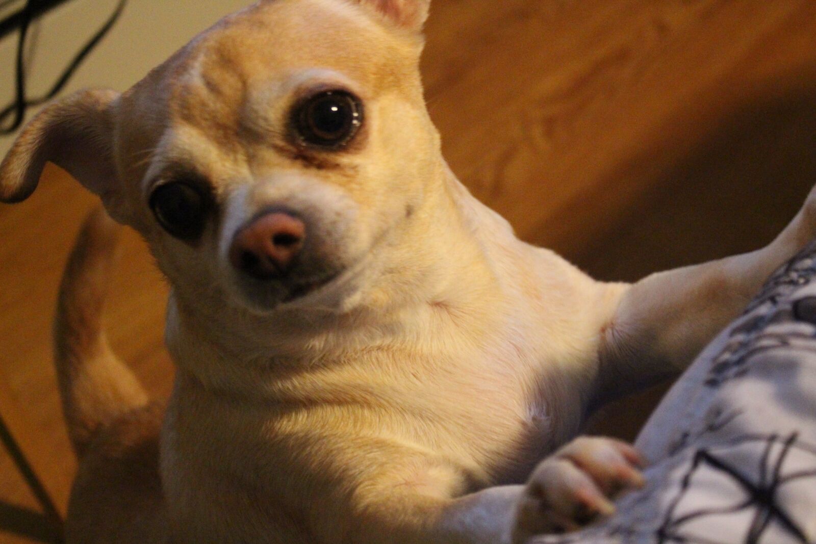 Canon EOS 700D (EOS Rebel T5i / EOS Kiss X7i) sample photo. Pet, cute, dog photography