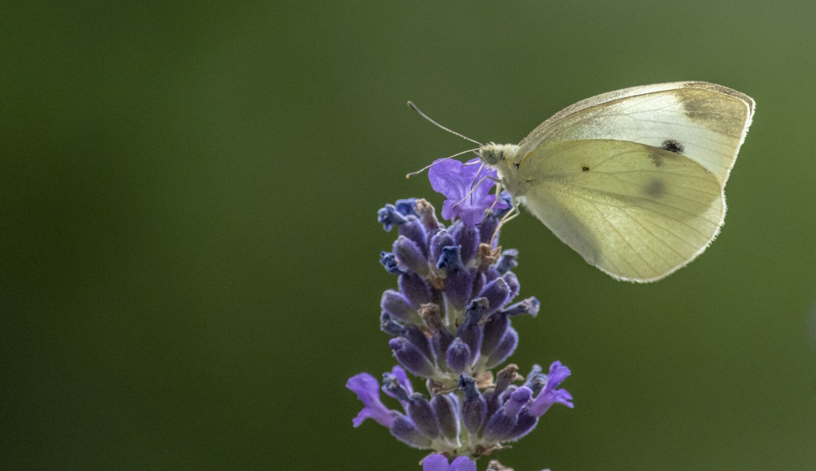 Nikon D500 sample photo. Blossom, bloom, butterfly photography