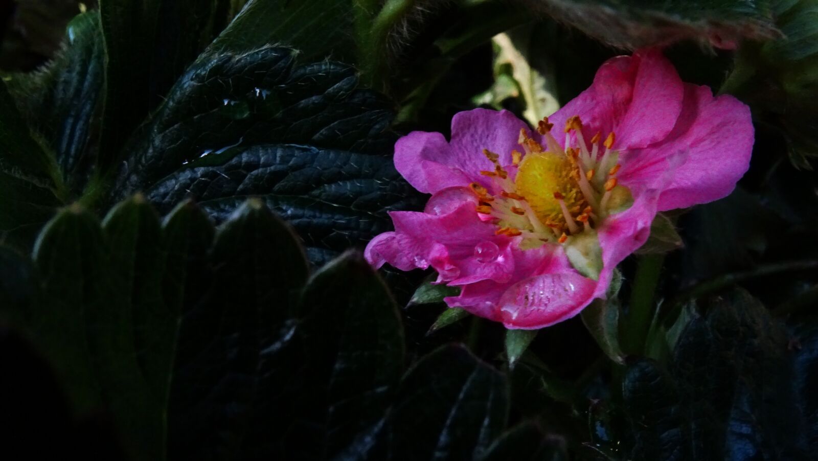 Sony Cyber-shot DSC-HX400V sample photo. Pink, flower, blossom photography