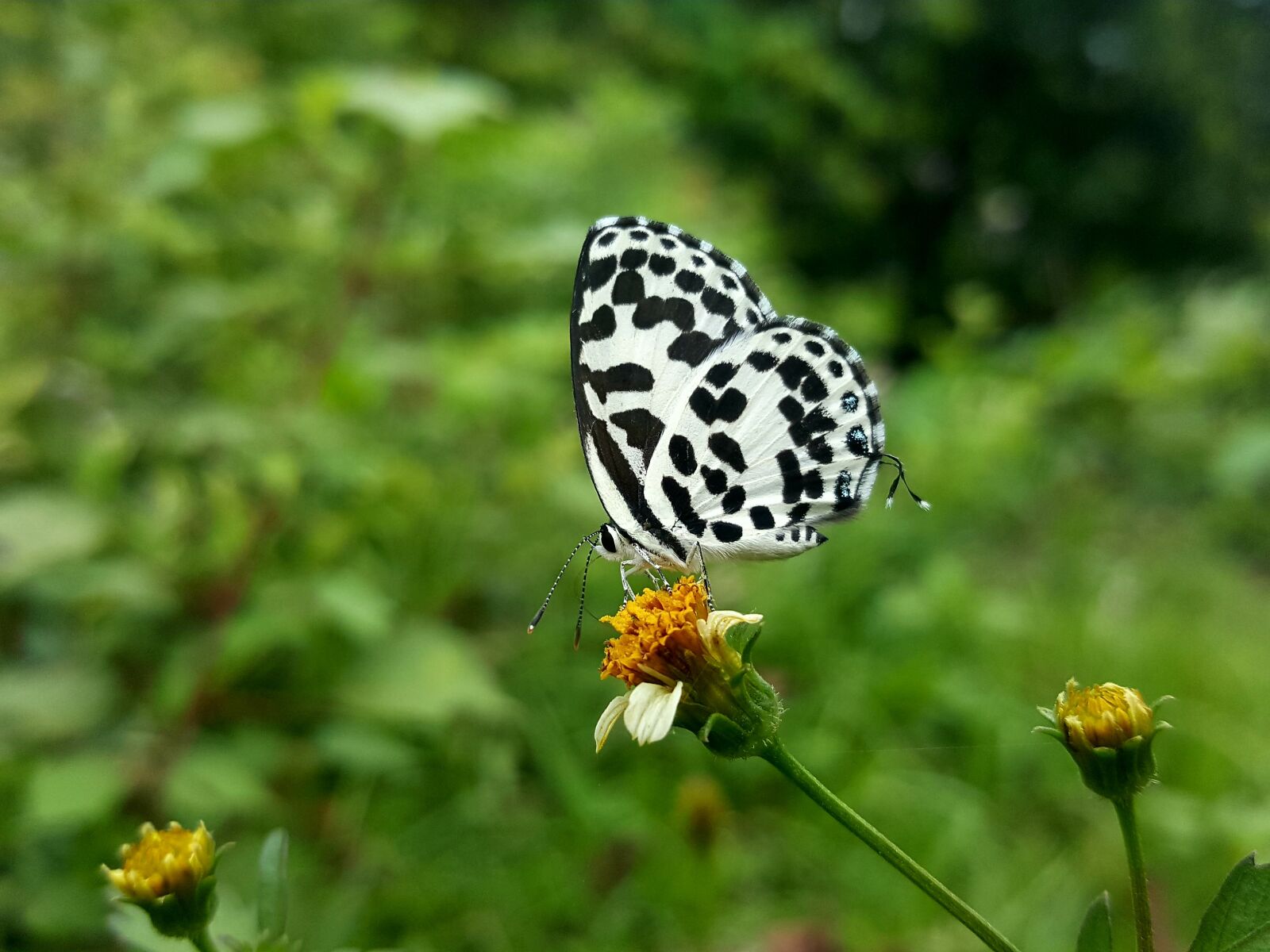 Samsung GALAXY S6 edge sample photo. Butterfly, garden, nature photography