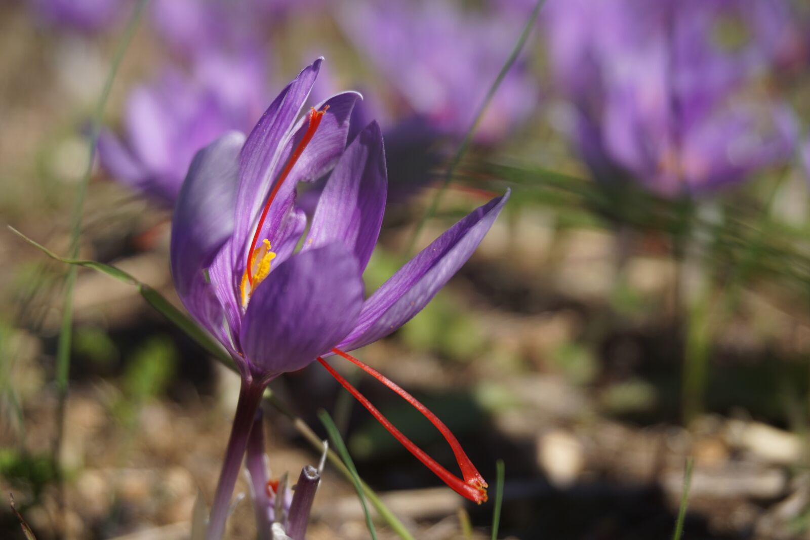 Sony a6000 sample photo. Saffron, crocus sativus, harvest photography