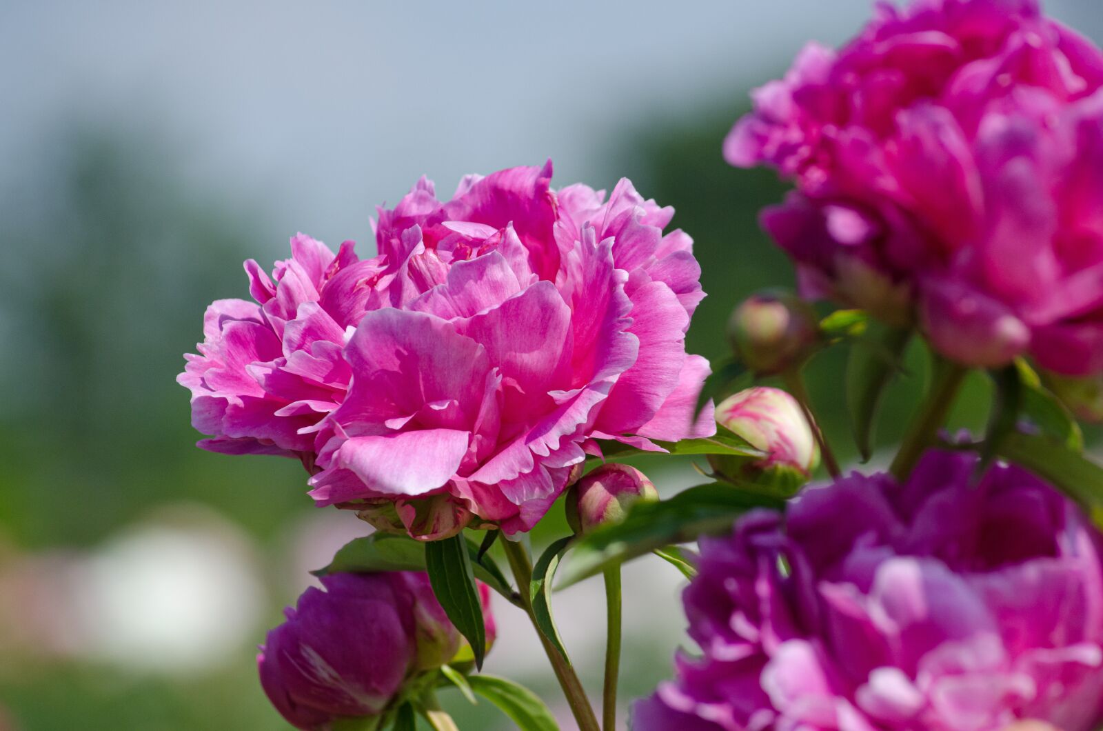 Tamron AF 55-200mm F4-5.6 Di II LD Macro sample photo. Peony, flowers, pink photography
