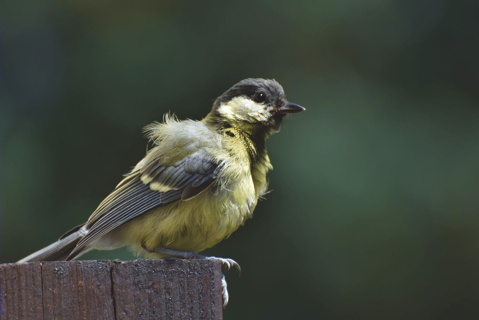 Nikon D7200 sample photo. Tit, songbird, small bird photography