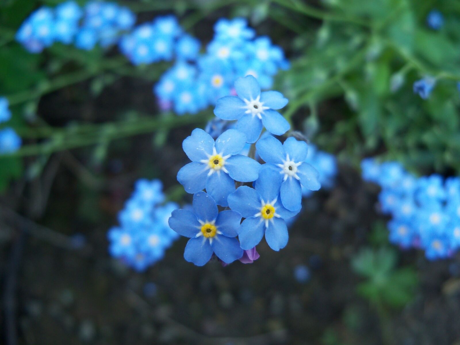 Kodak EasyShare Z915 sample photo. Blue flower, blue, flower photography