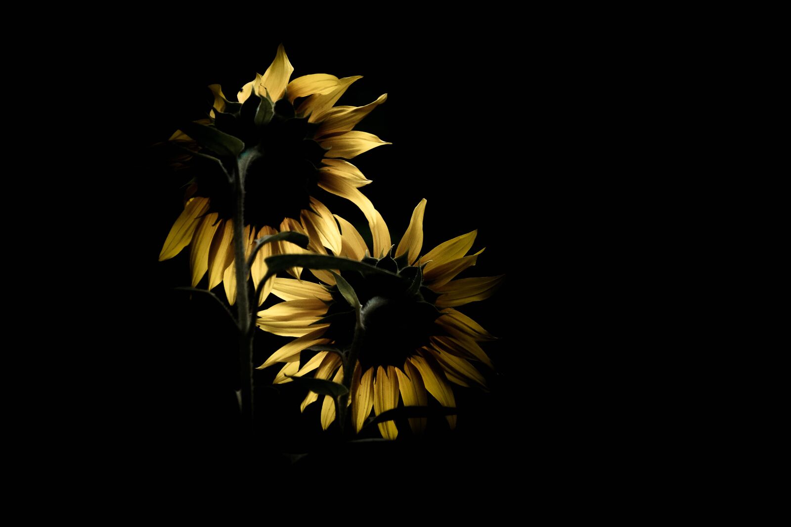 Canon EOS 70D sample photo. Sunflower, against the light photography