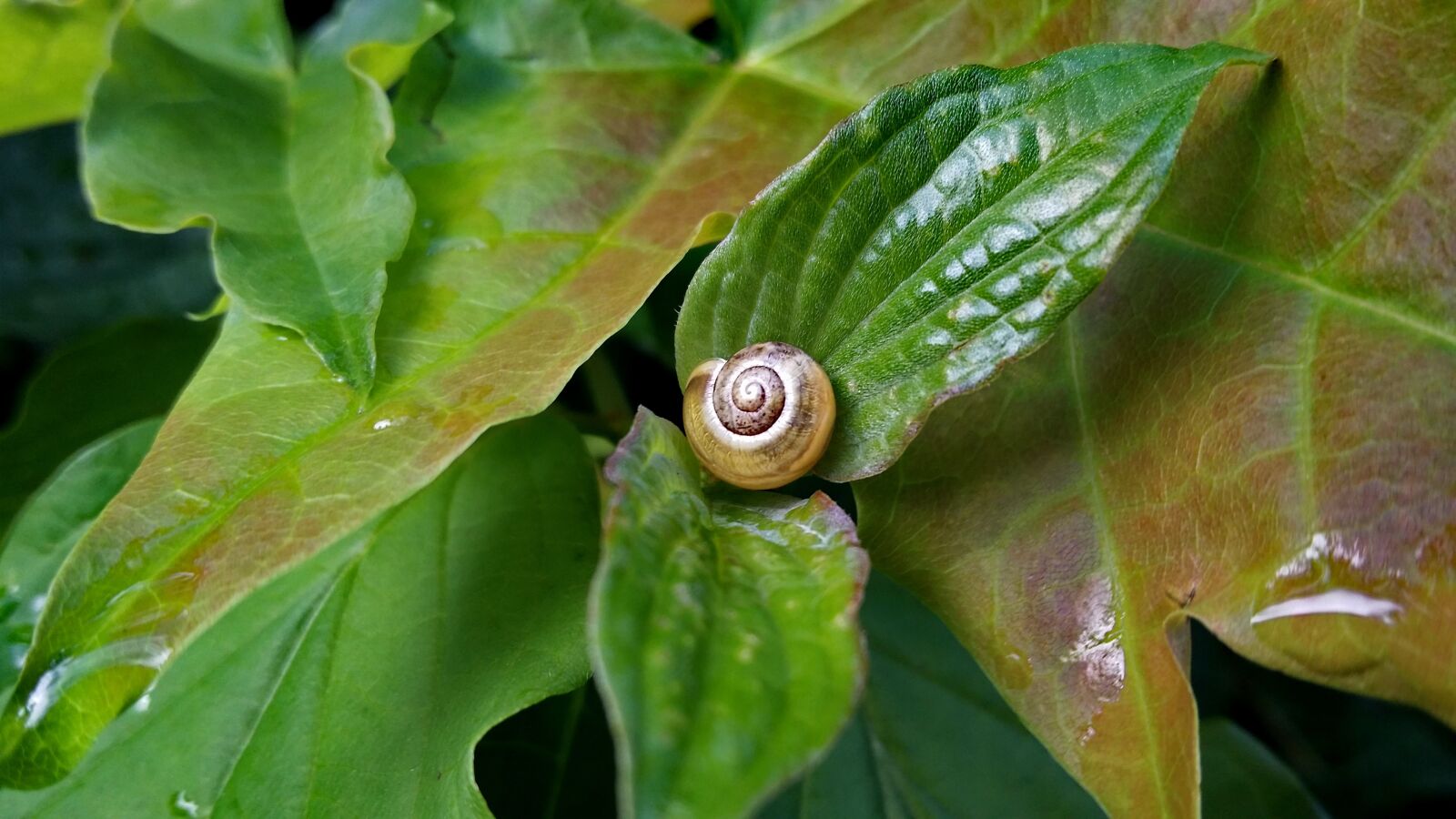 Samsung Galaxy S4 sample photo. Pinto, leaf, green photography