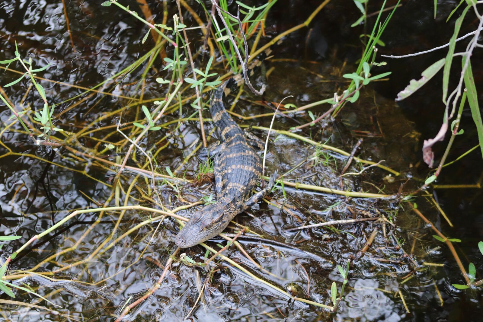 Canon EOS 200D (EOS Rebel SL2 / EOS Kiss X9) sample photo. Baby alligator, wild nature photography