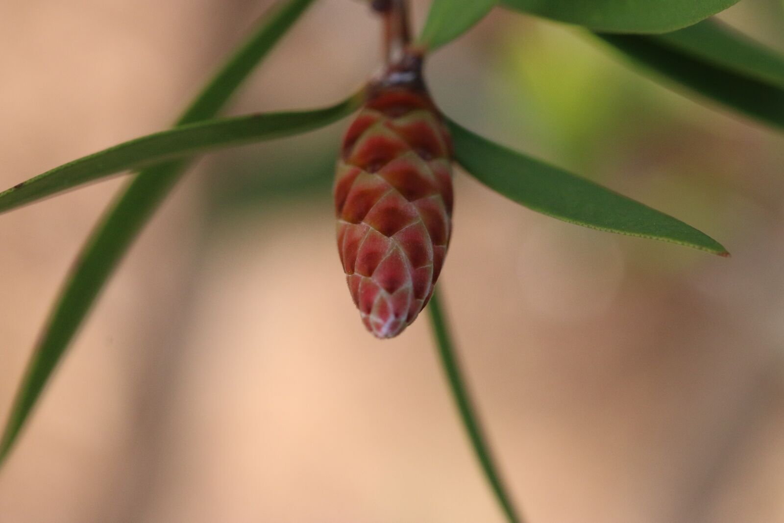 Canon EOS 70D + Canon EF 100mm F2.8 Macro USM sample photo. Green, flower, garden photography