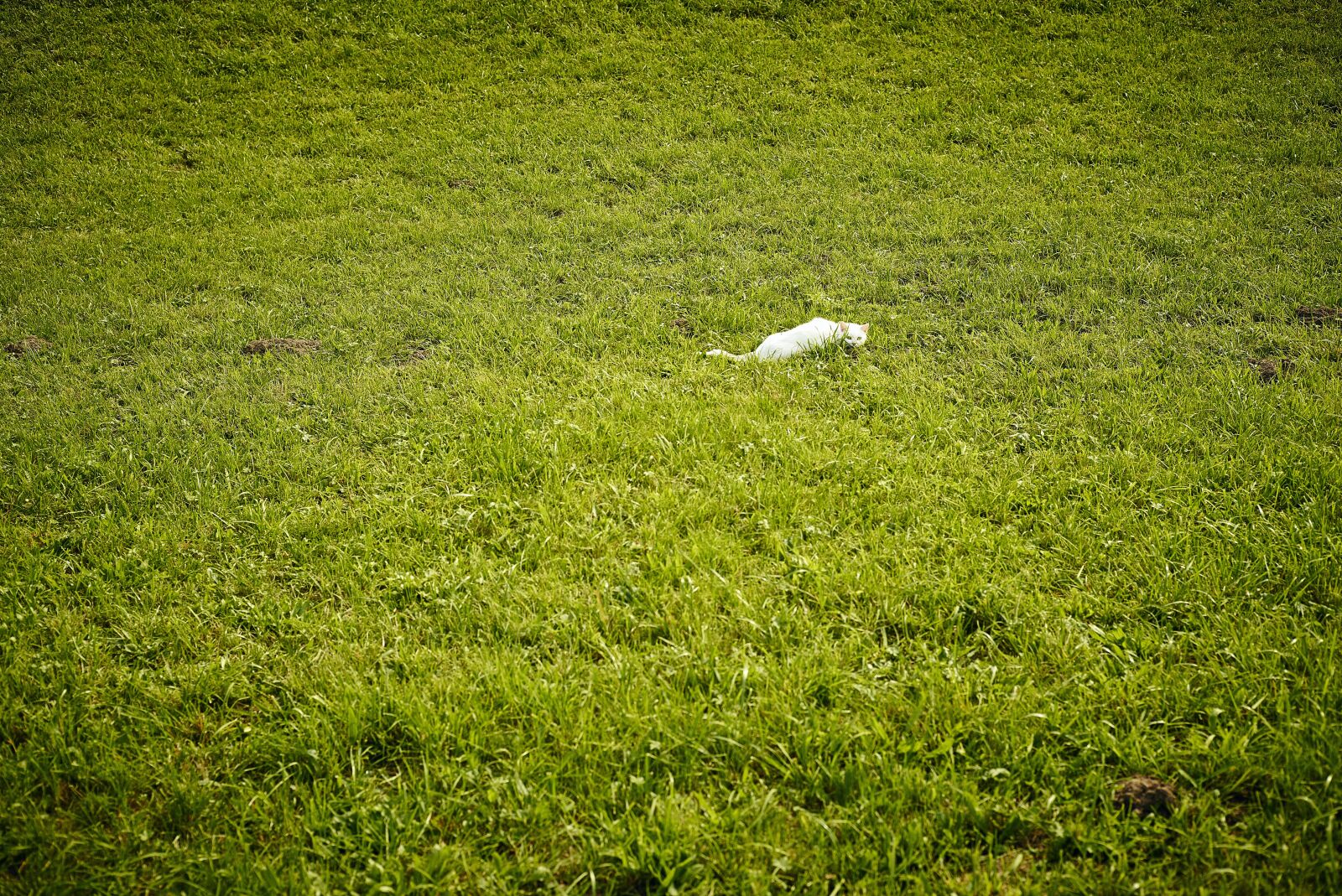 Leica M (Typ 240) sample photo. Cat, white, meadow photography