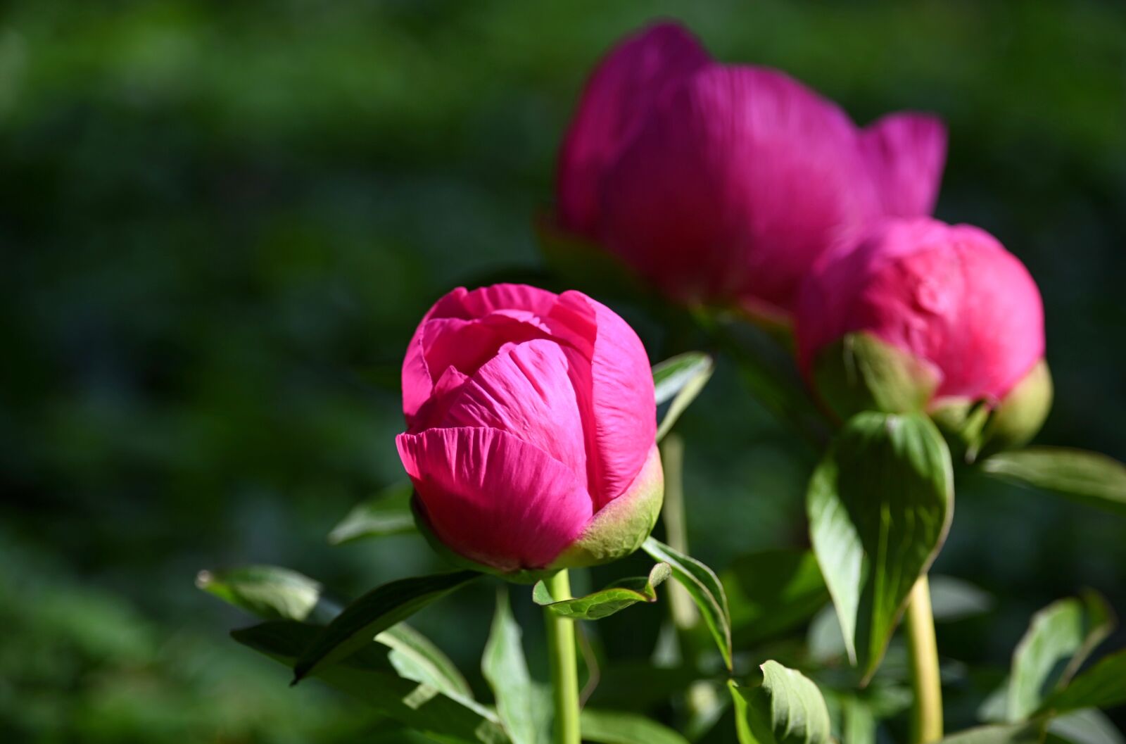Nikon Z6 sample photo. Peony, pink flower, blossom photography