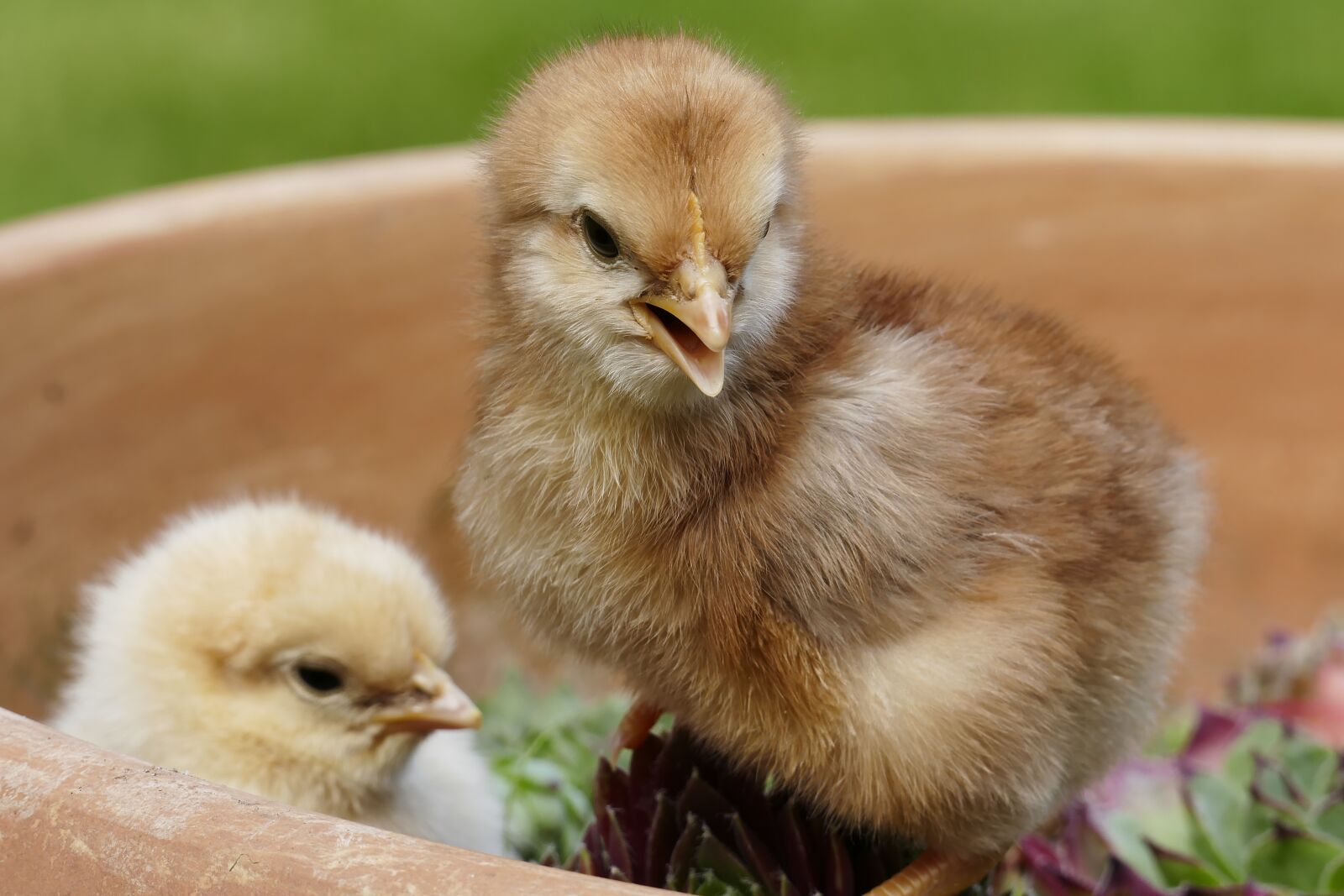 Panasonic Lumix DMC-FZ1000 sample photo. Chicks, easter chick, cute photography