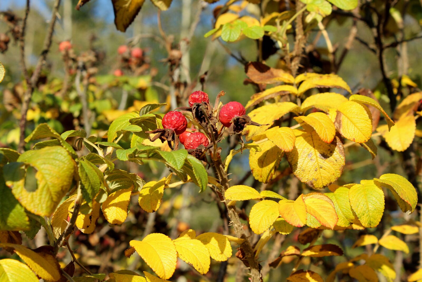 Canon EOS 1200D (EOS Rebel T5 / EOS Kiss X70 / EOS Hi) sample photo. Wild rose, fruit, rose photography