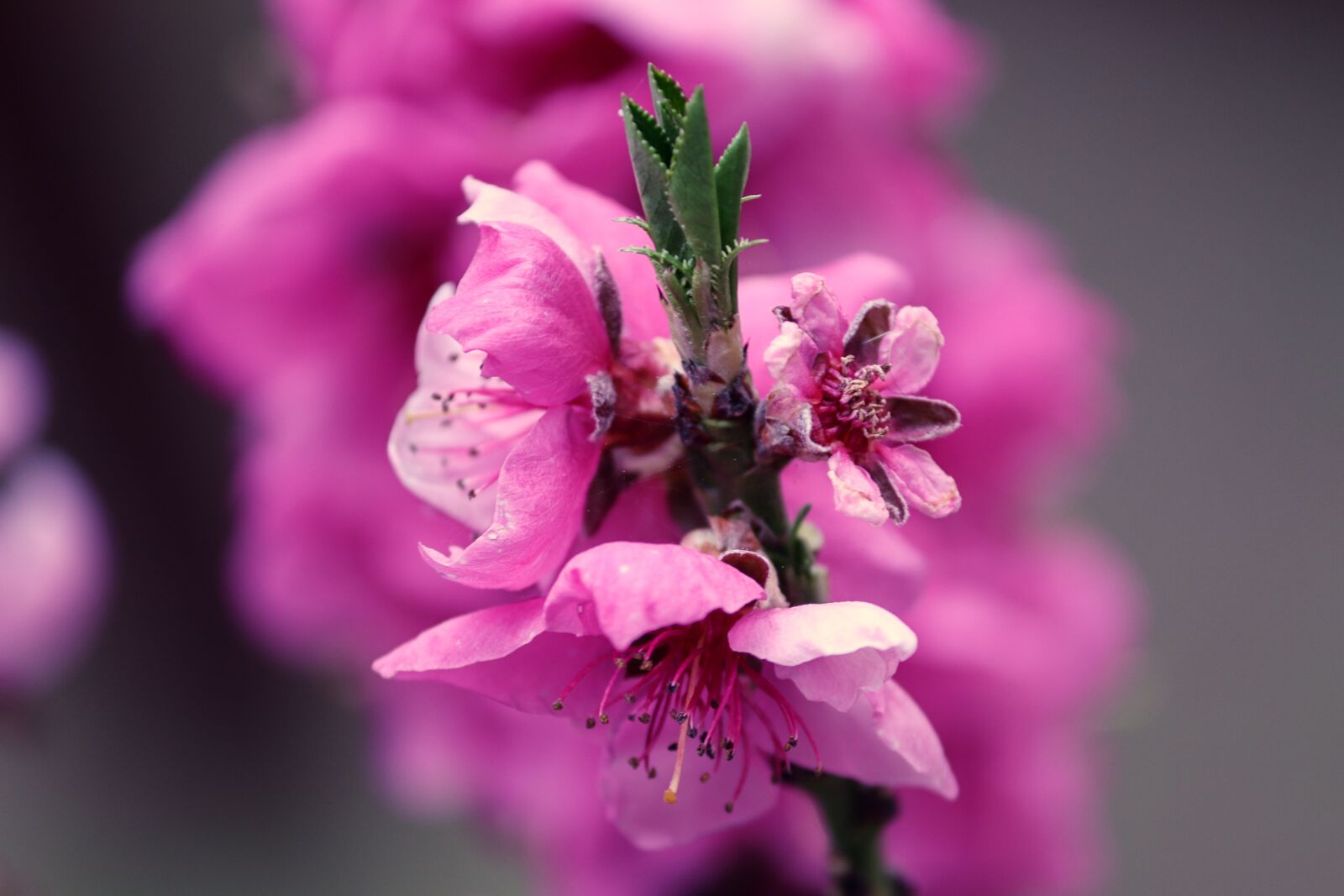 Canon EOS 200D (EOS Rebel SL2 / EOS Kiss X9) sample photo. Peach blossom, prunus persica photography