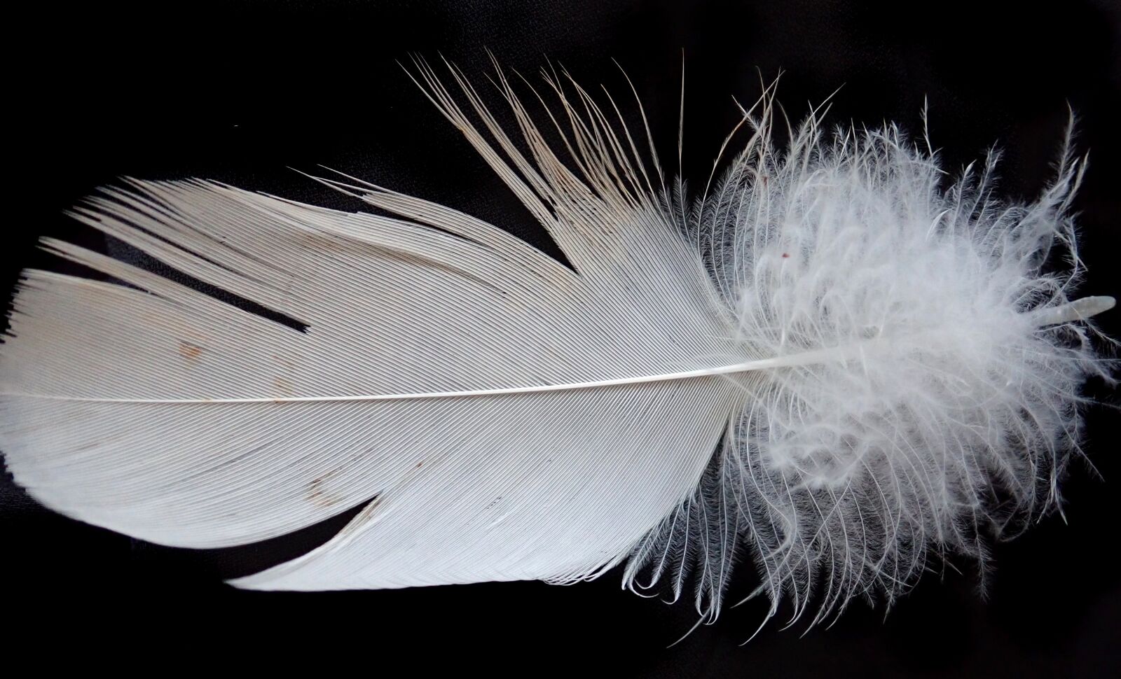 Olympus TG-5 sample photo. Feather, white, plumage photography