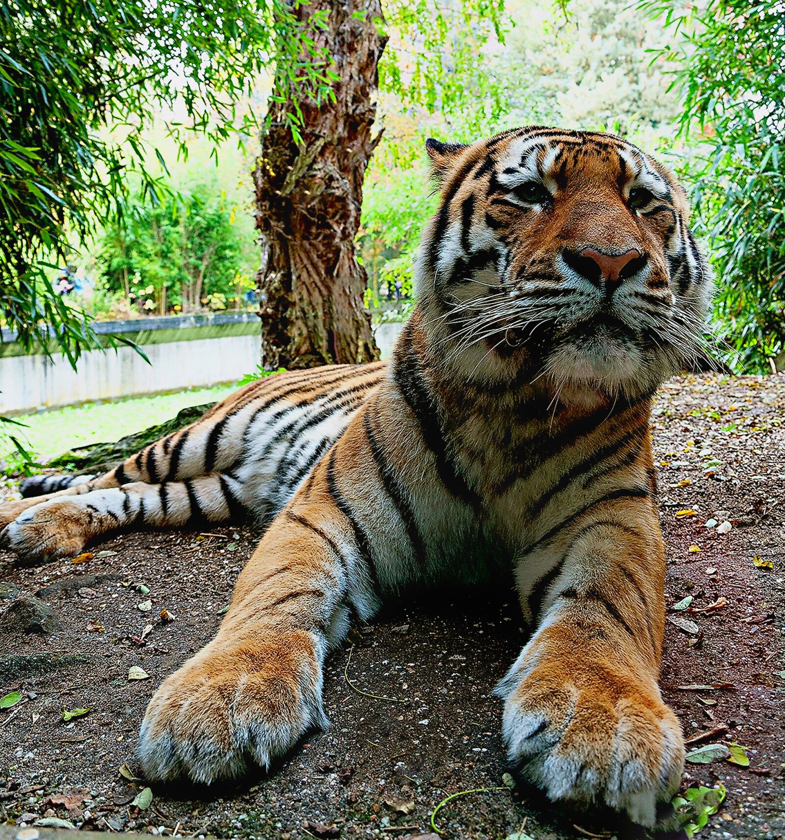 Nikon D5000 sample photo. Siberian tiger, predatory animals photography