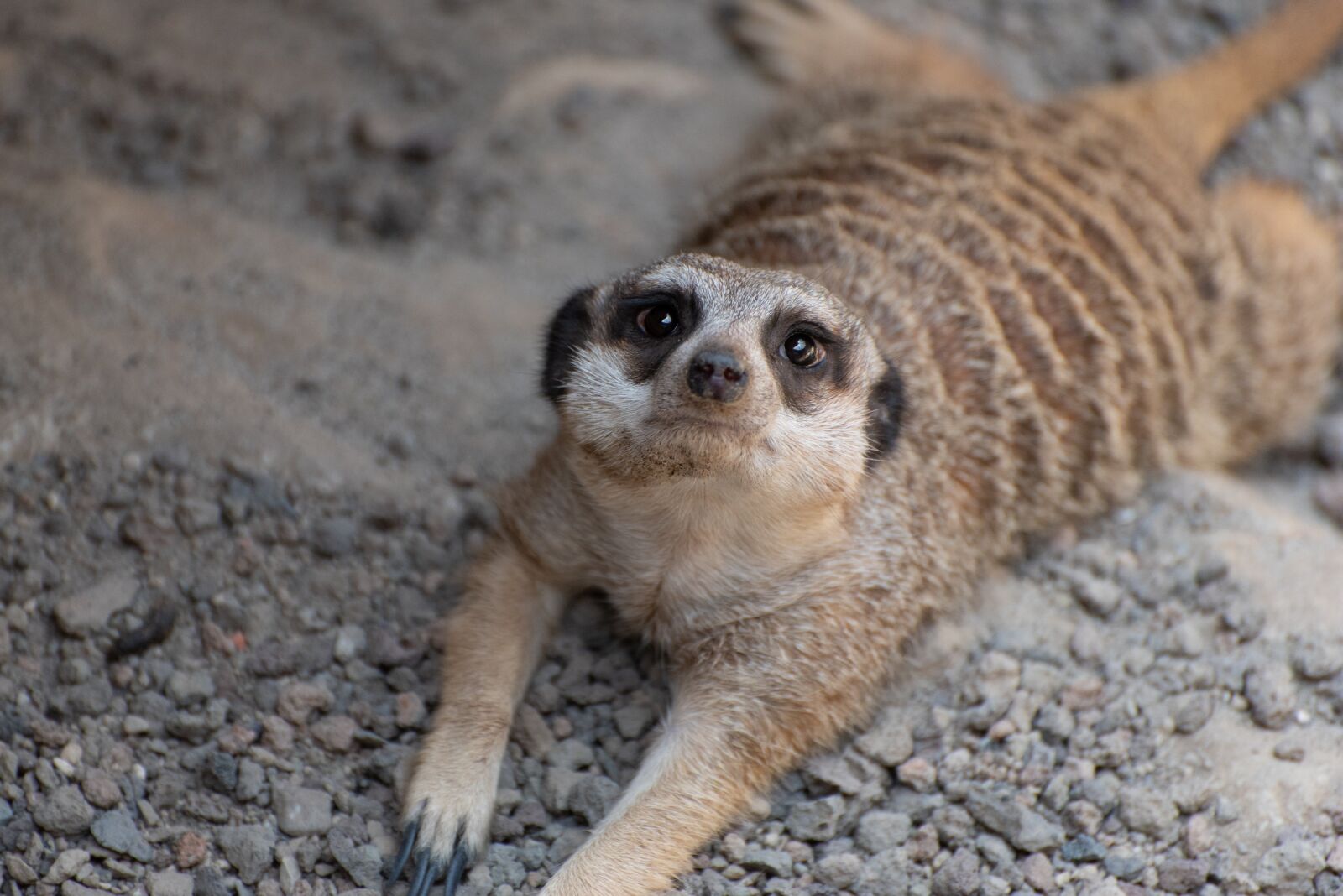 Nikon D750 sample photo. Meerkat, zoo, luxembourg photography
