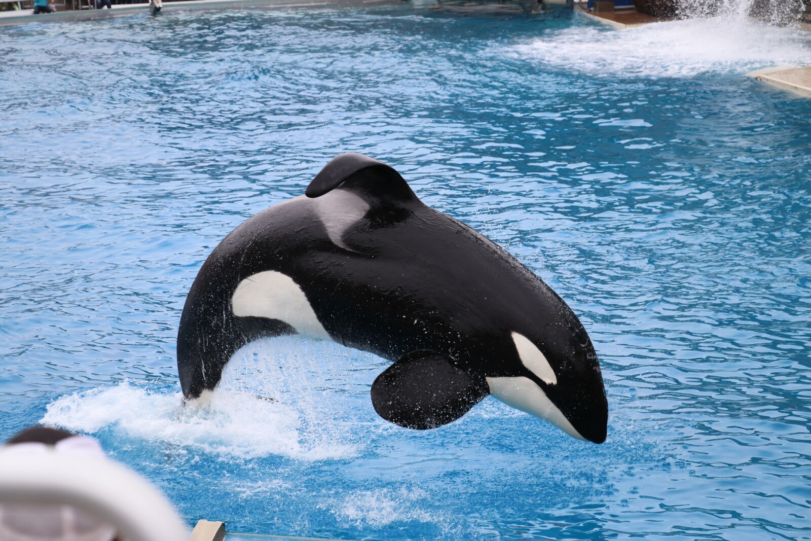 Canon EOS 80D sample photo. Orca, sea world, san photography