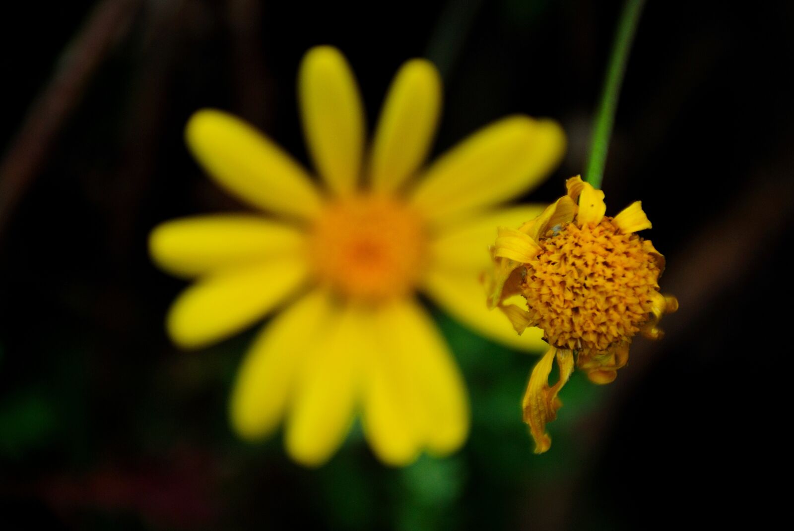 Nikon D60 sample photo. Daisy, flower, yellow photography