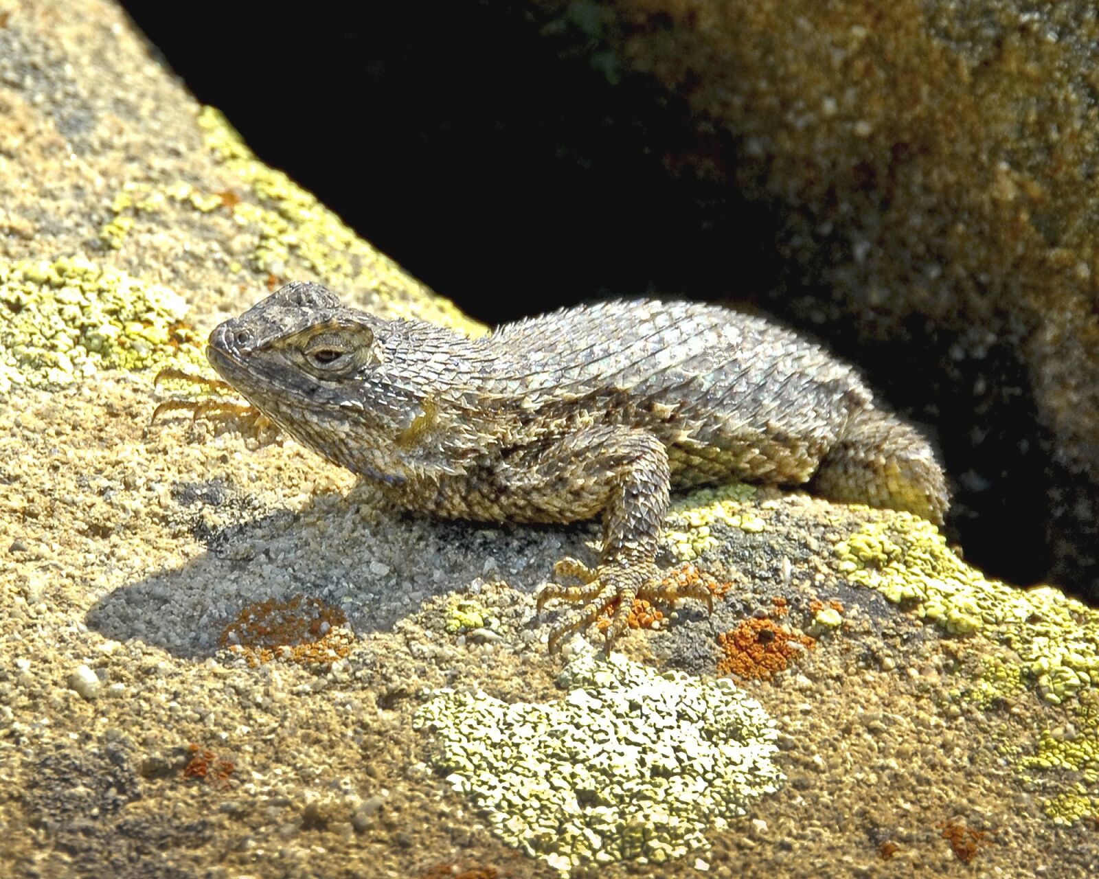 Nikon D200 sample photo. Western fence lizard, reptile photography