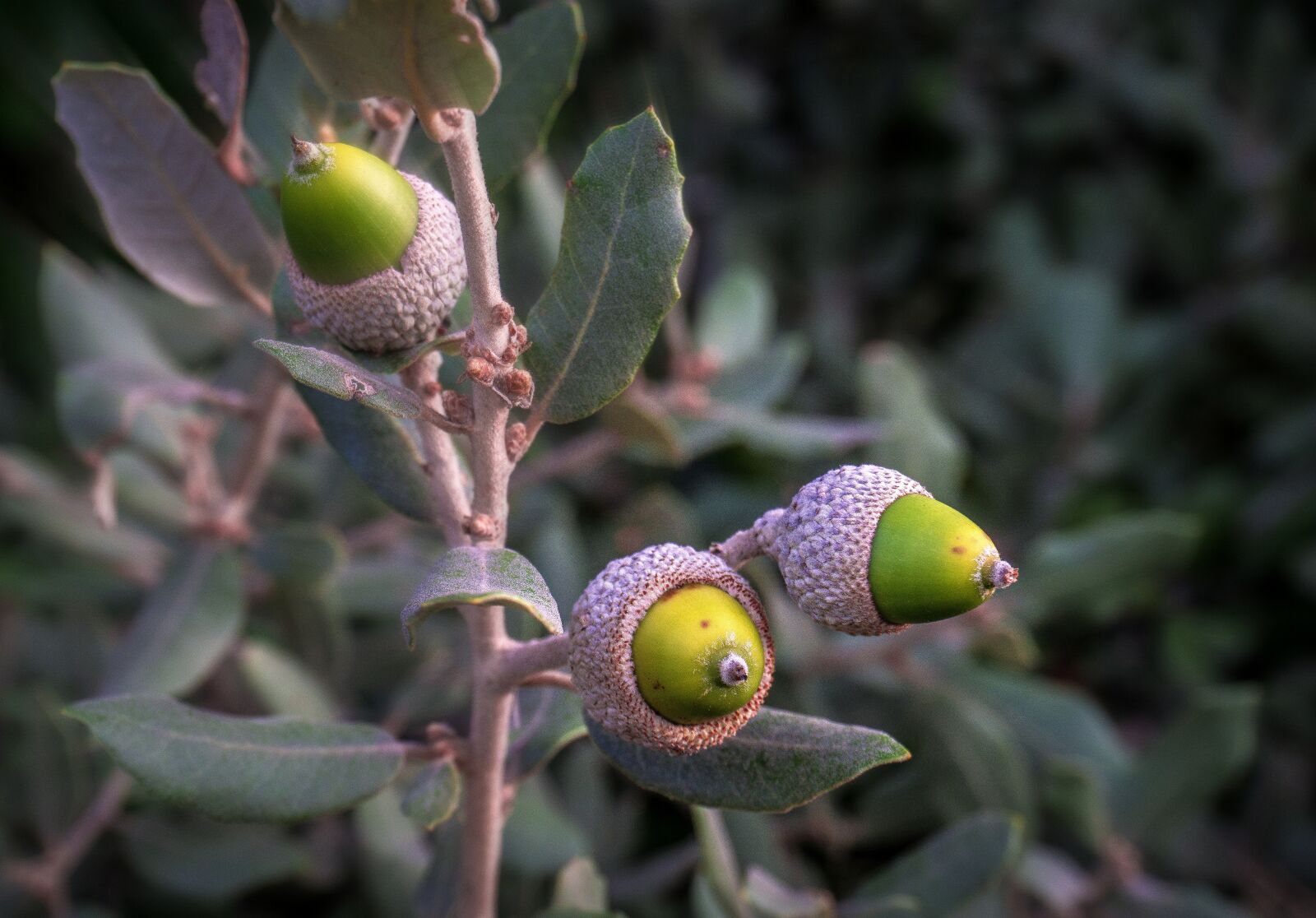Sony a6000 sample photo. Acorns, botany, tree photography