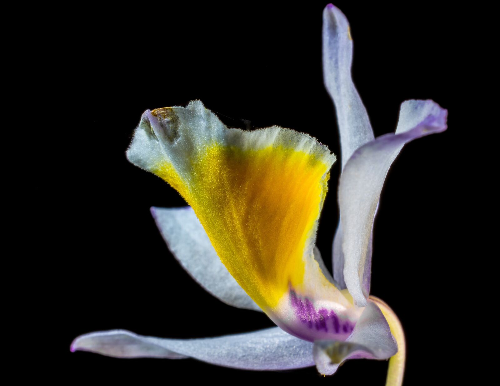 Nikon D5200 sample photo. Orchid, wild orchid, blossom photography
