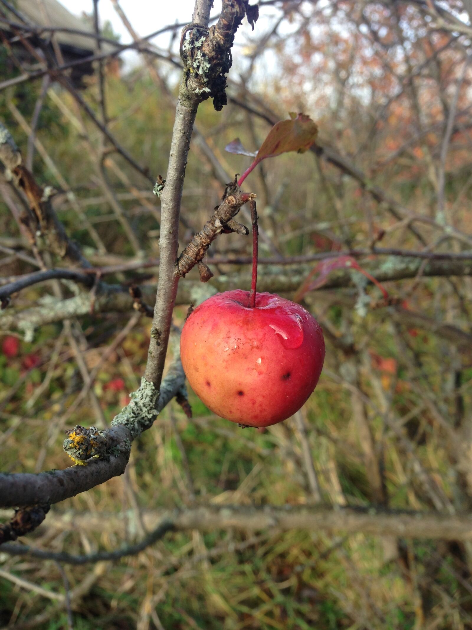 Apple iPhone 5 sample photo. Apple, branch, fruit photography