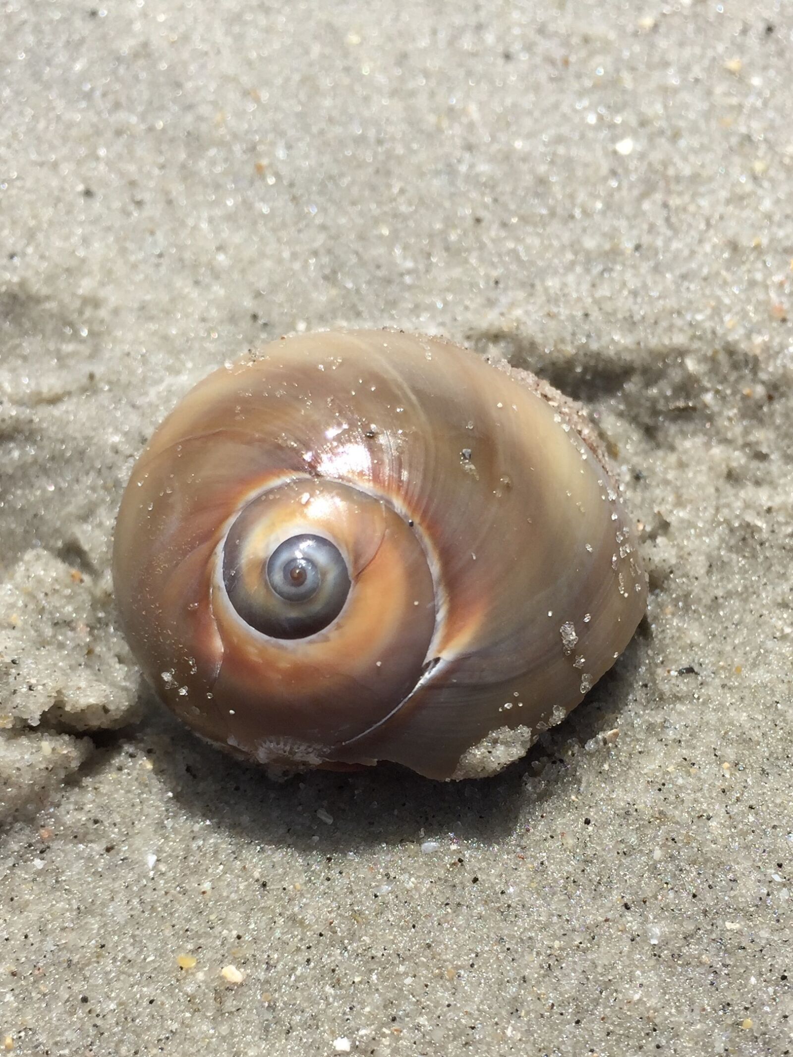 Apple iPhone 6 sample photo. Beach, shell, sand photography