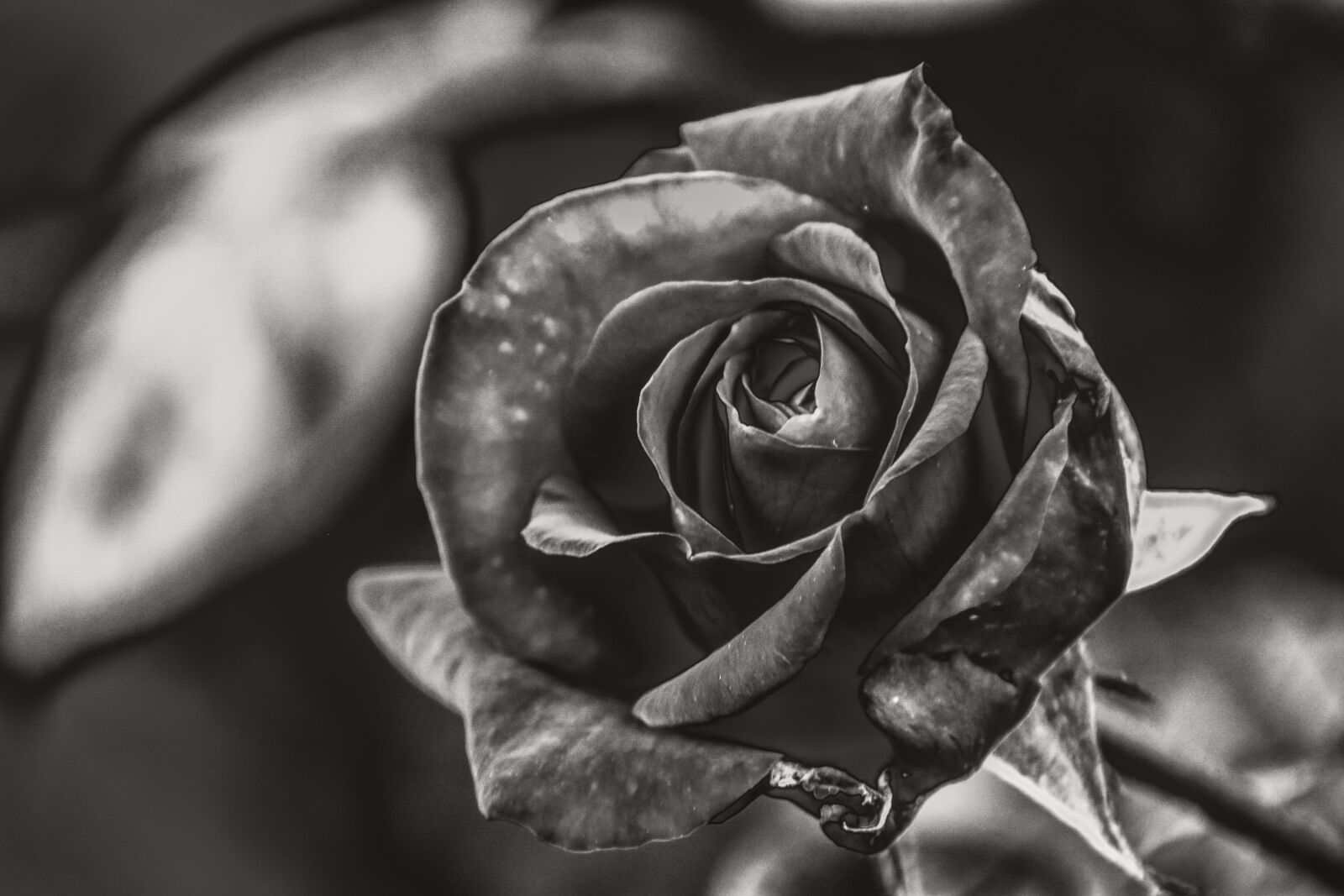 Nikon D3400 sample photo. Monochrome, flowers, plants photography