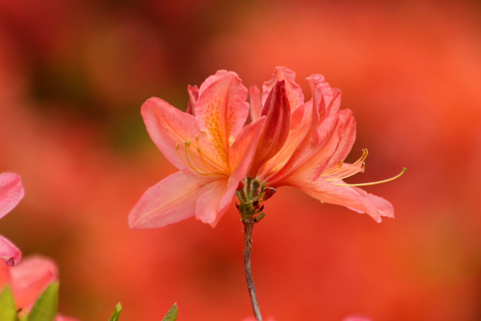 Canon EOS 650D (EOS Rebel T4i / EOS Kiss X6i) sample photo. Rhododendron, plant, bloom photography