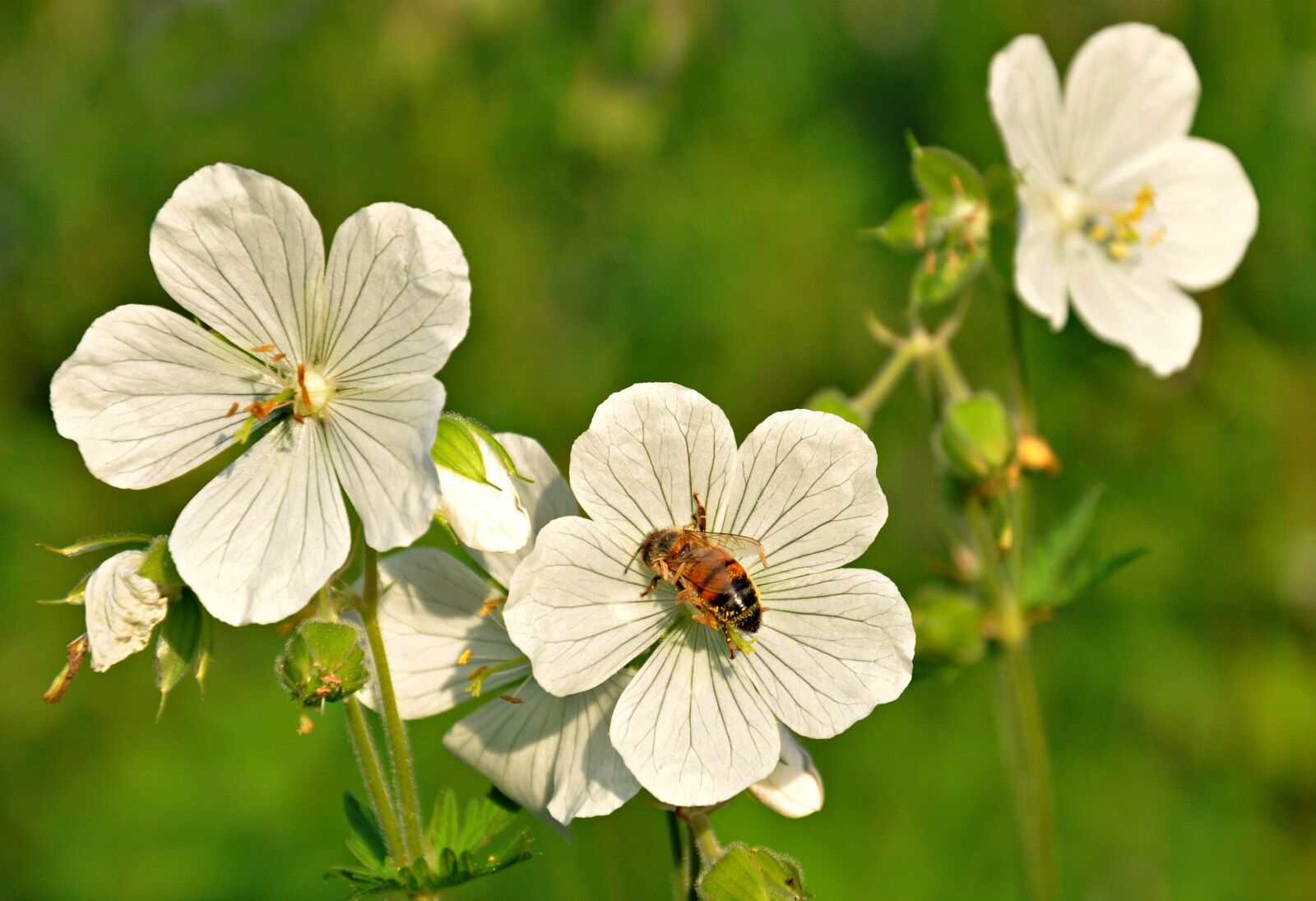 Nikon D90 sample photo. Bloody geranium, geranium sanguineum photography