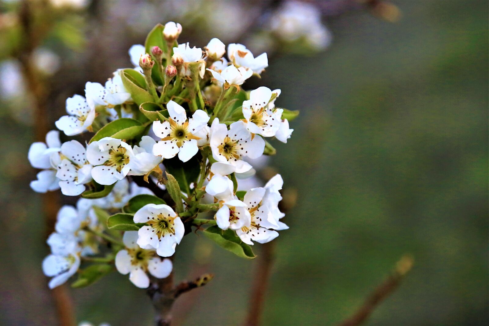 Canon EOS 5D Mark III sample photo. Flower, spring, nature photography