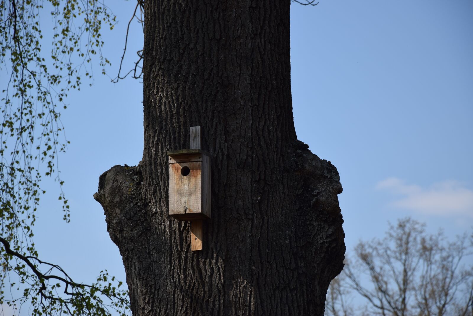 Nikon D5300 sample photo. Spring, tree, shed photography