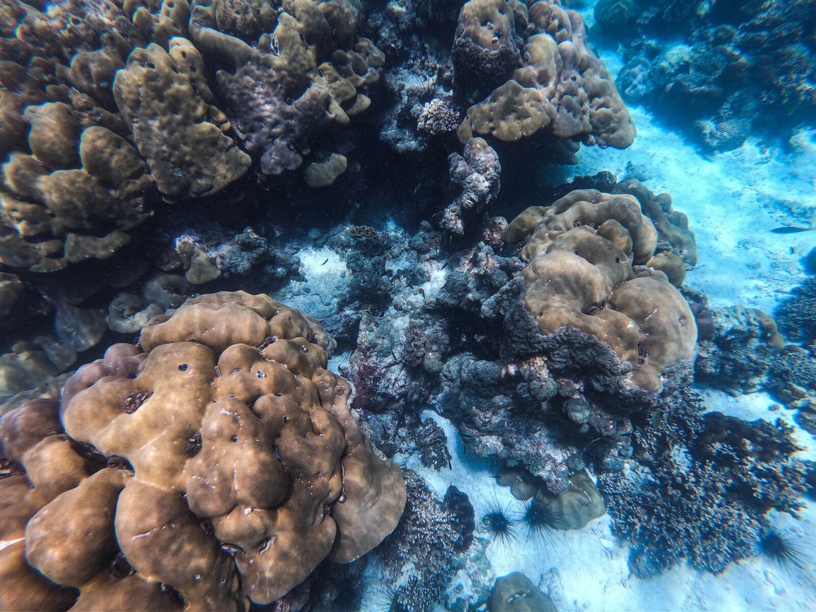 GoPro Hero7 Black sample photo. Ocean, coral reef, sea photography
