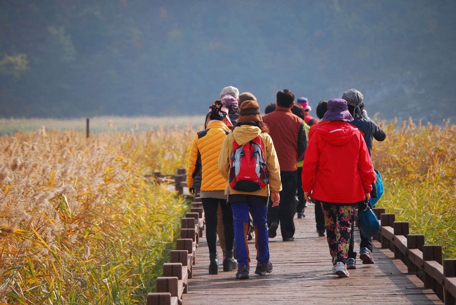 Nikon D60 sample photo. Autumn, travel, reed photography